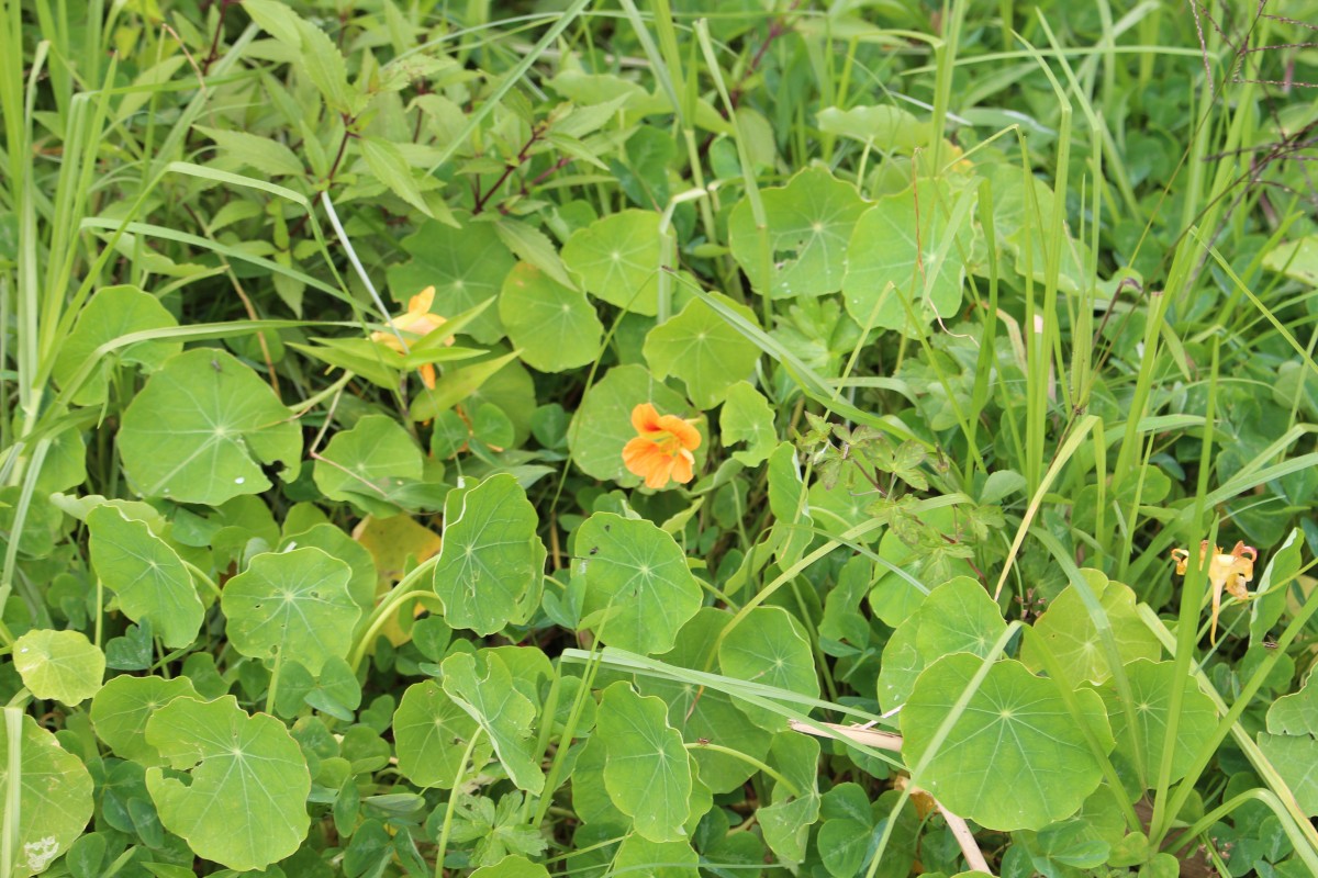 Tropaeolum majus L.